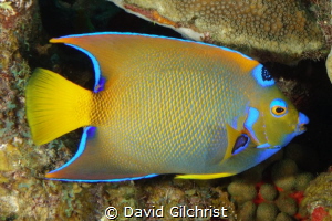 Queen Angelfish in the waters of the Roatan Marine Park. by David Gilchrist 